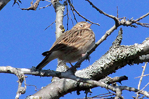 Vesper Sparrow